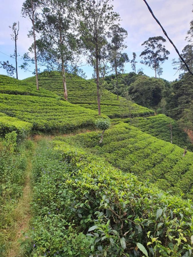 Ella Secret Paradise Luaran gambar